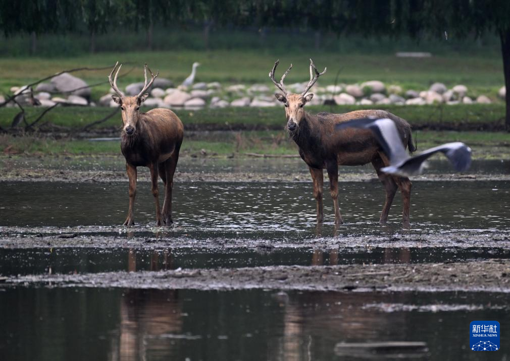 麋鹿“回家”40载 从本土灭绝到呦呦鹿鸣