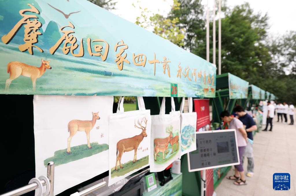 麋鹿“回家”40载 从本土灭绝到呦呦鹿鸣