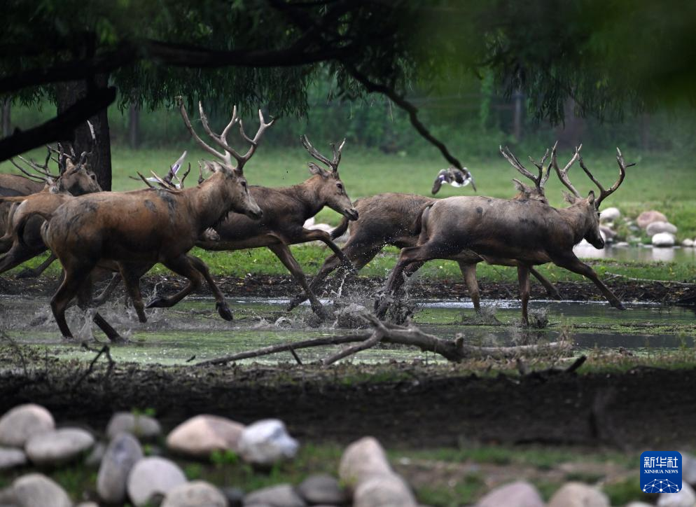 麋鹿“回家”40载 从本土灭绝到呦呦鹿鸣