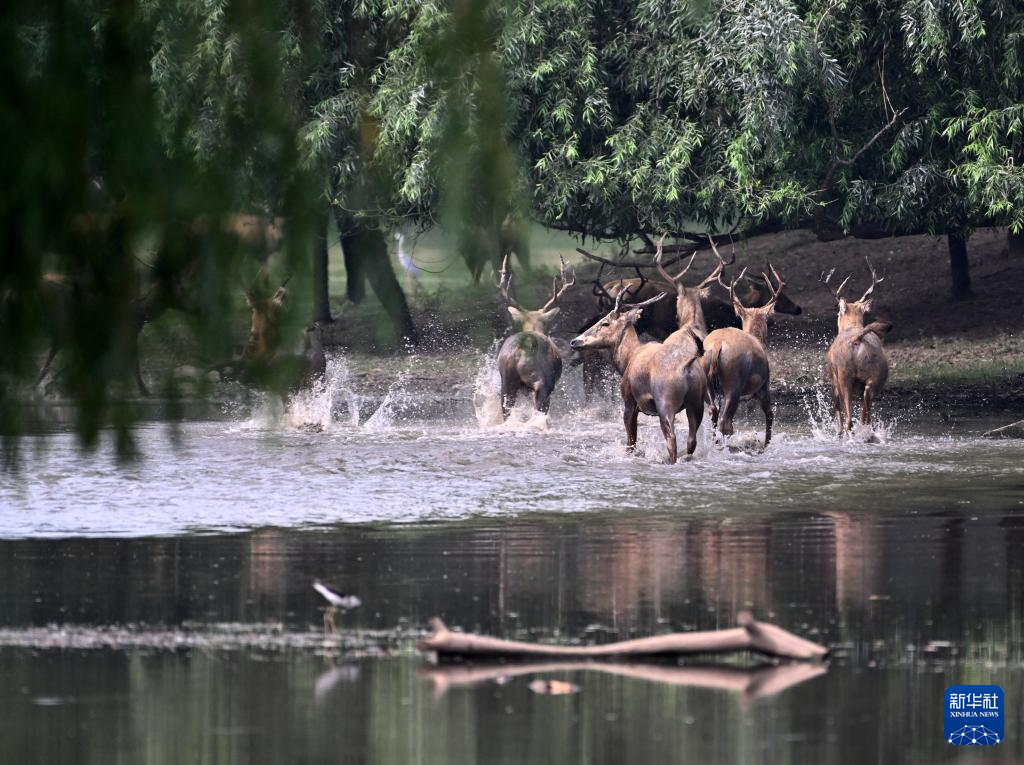 麋鹿“回家”40载 从本土灭绝到呦呦鹿鸣