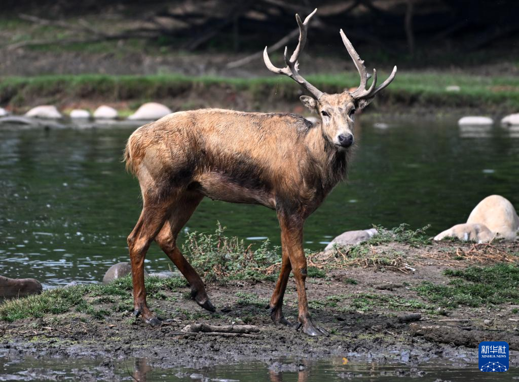 麋鹿“回家”40载 从本土灭绝到呦呦鹿鸣