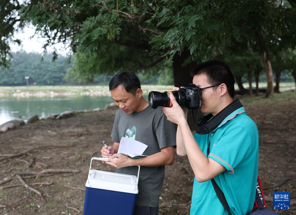 麋鹿“回家”40载 从本土灭绝到呦呦鹿鸣
