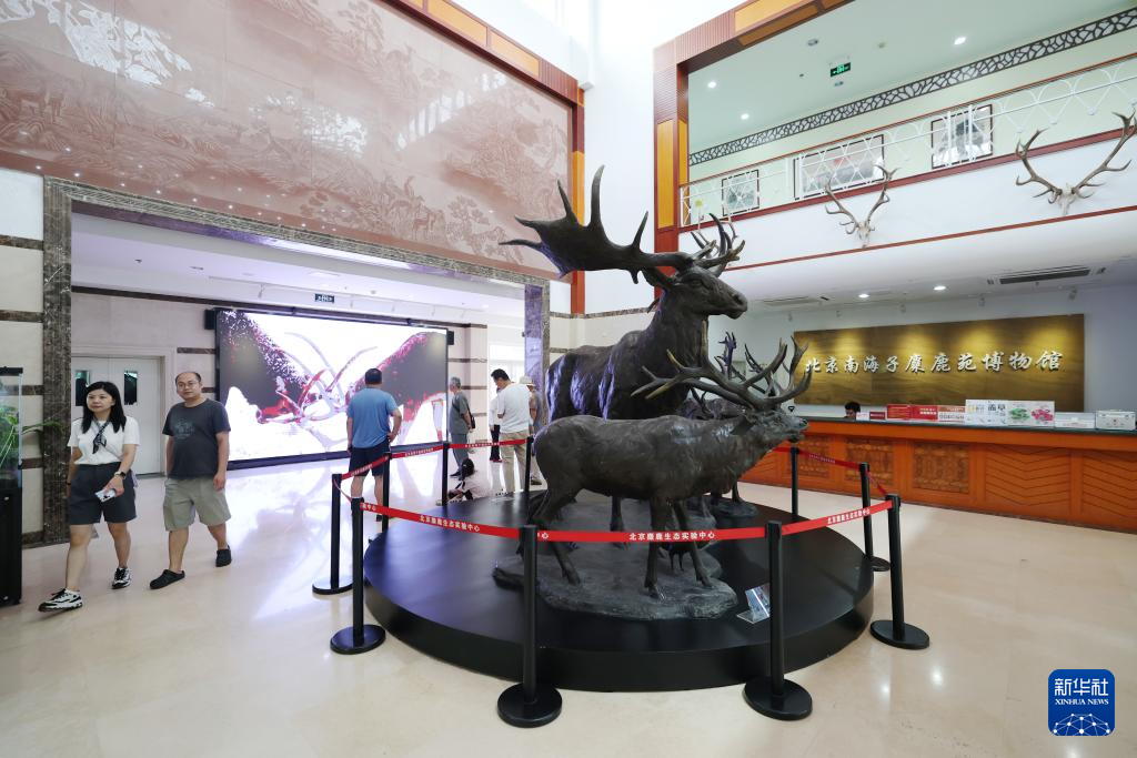 麋鹿“回家”40载 从本土灭绝到呦呦鹿鸣