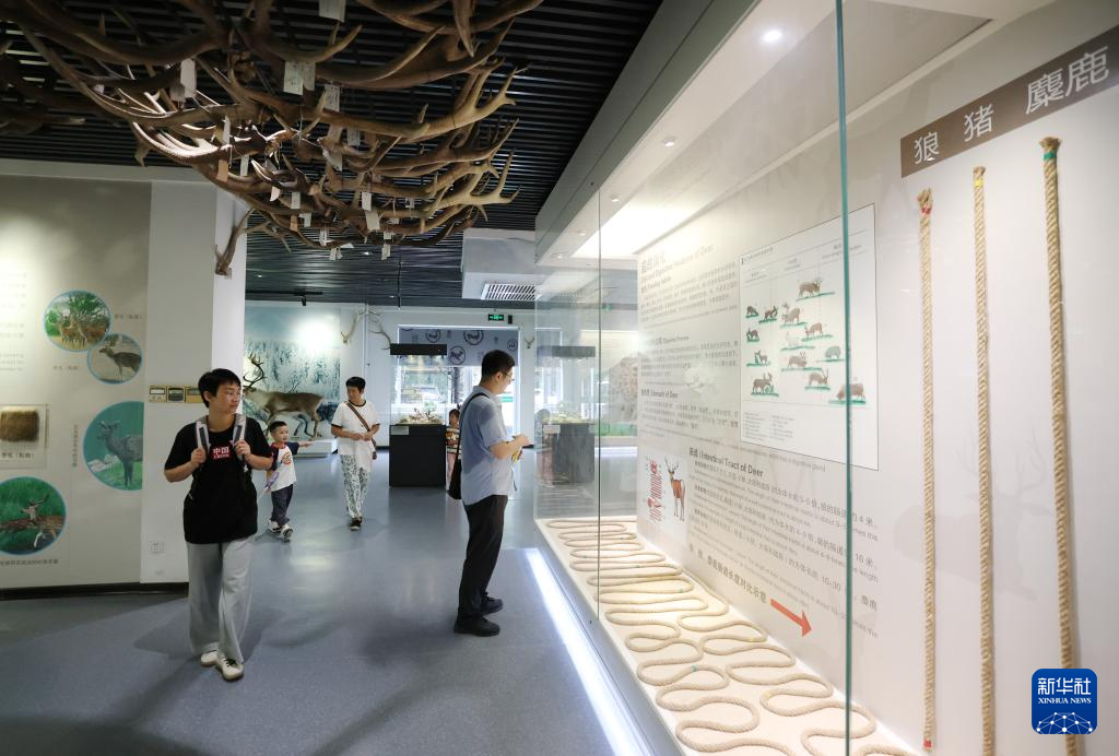 麋鹿“回家”40载 从本土灭绝到呦呦鹿鸣