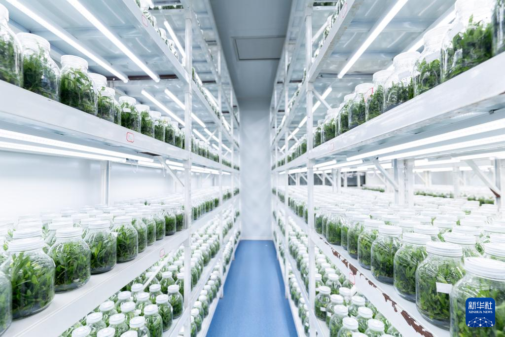 云南广南:三产融合铺就铁皮石斛致富路