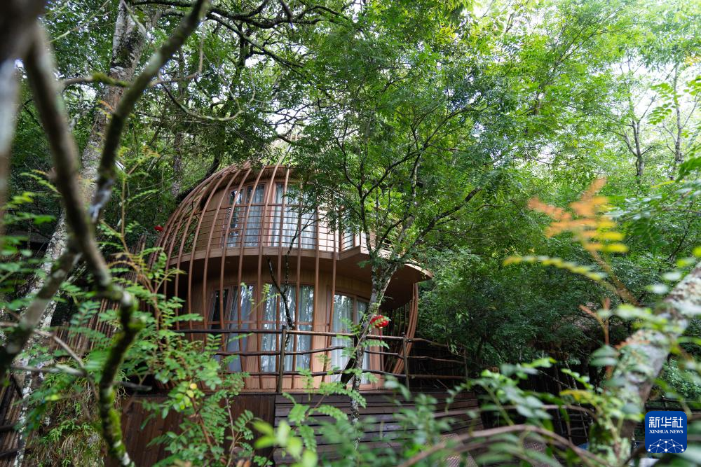 云南广南:三产融合铺就铁皮石斛致富路