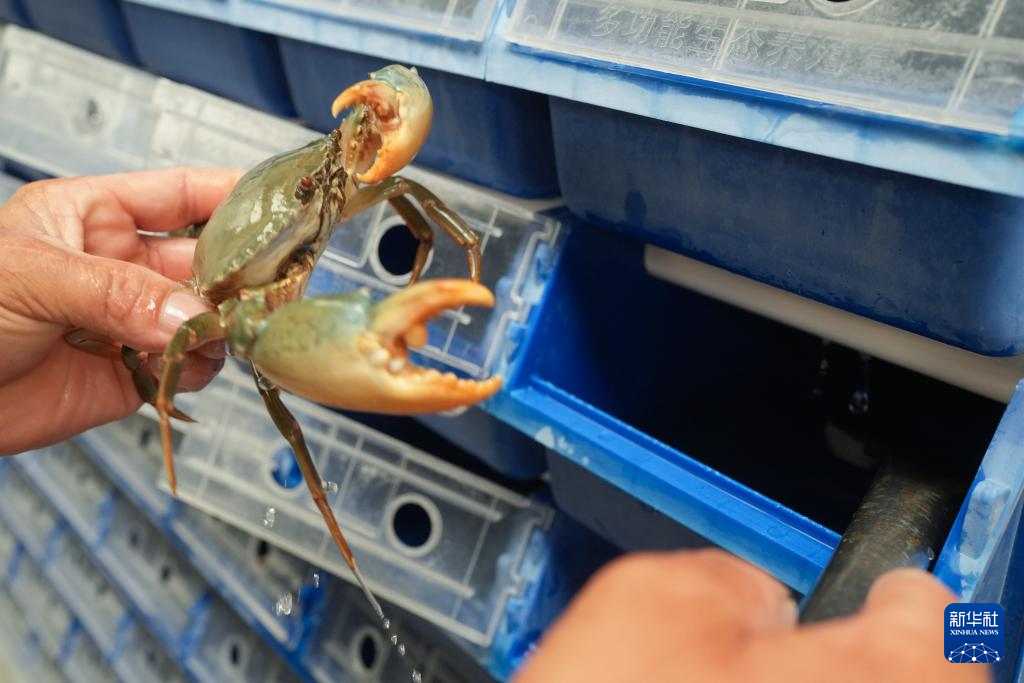 浙江:三门湾青蟹迎丰收