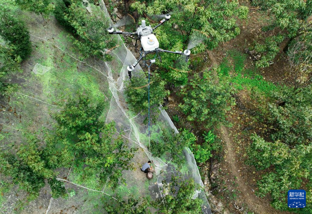 杭州临安:山核桃白露开杆采收