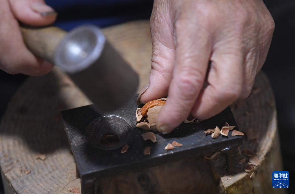 杭州临安:山核桃白露开杆采收