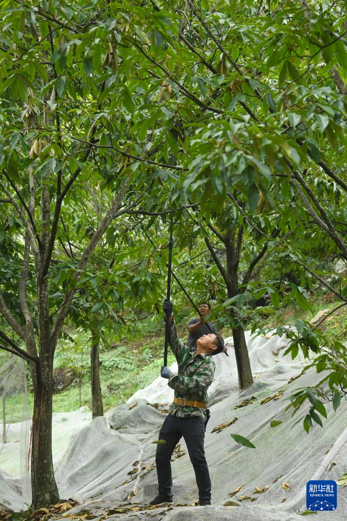 杭州临安:山核桃白露开杆采收