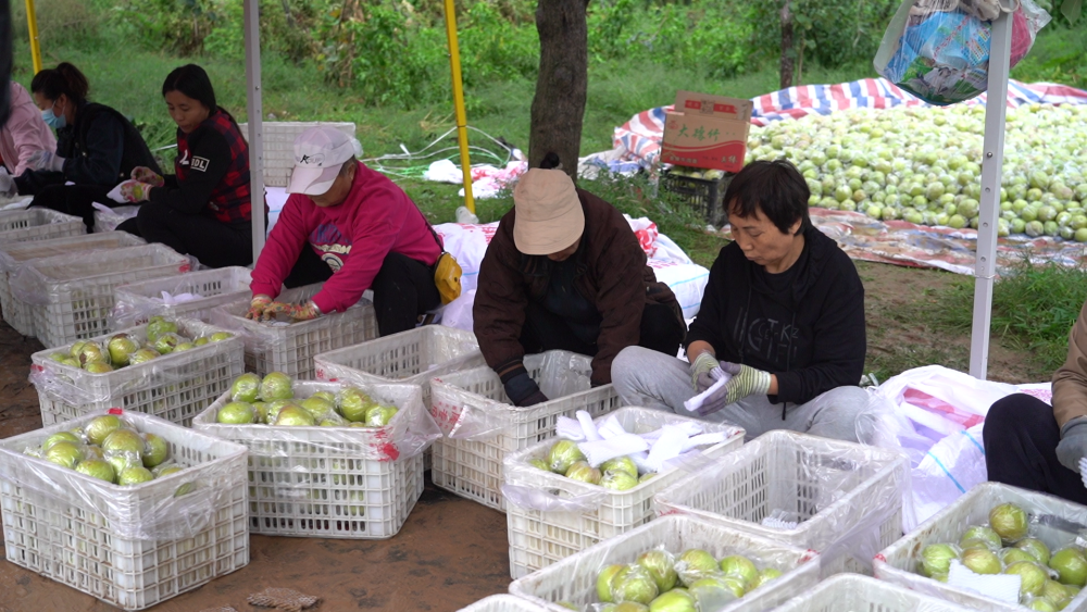 黄土高原上的丰收故事:一颗香梨,开拓山区“致富路” 黄土高原上的丰收故事:一颗香梨,开拓山区“致富路”
