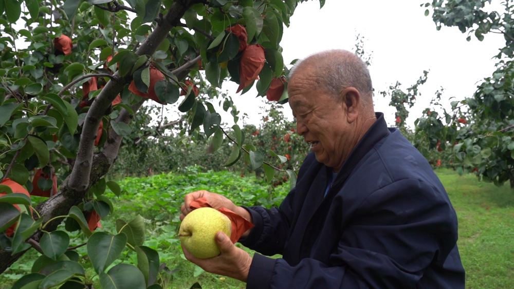 黄土高原上的丰收故事:一颗香梨,开拓山区“致富路” 黄土高原上的丰收故事:一颗香梨,开拓山区“致富路”