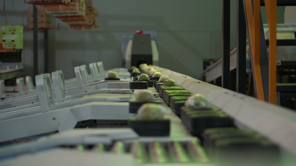 黄土高原上的丰收故事:一颗香梨,开拓山区“致富路” 黄土高原上的丰收故事:一颗香梨,开拓山区“致富路”