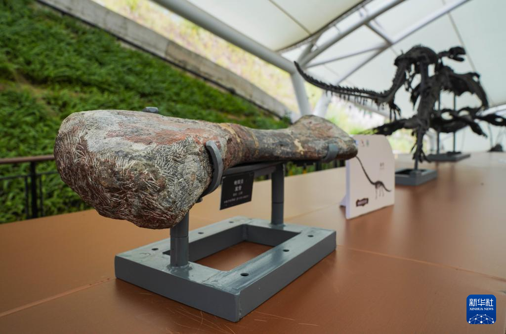 新时代中国调研行之文化中华|重庆云阳的“侏罗纪公园”