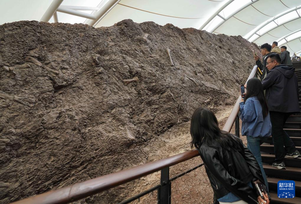 新时代中国调研行之文化中华|重庆云阳的“侏罗纪公园”