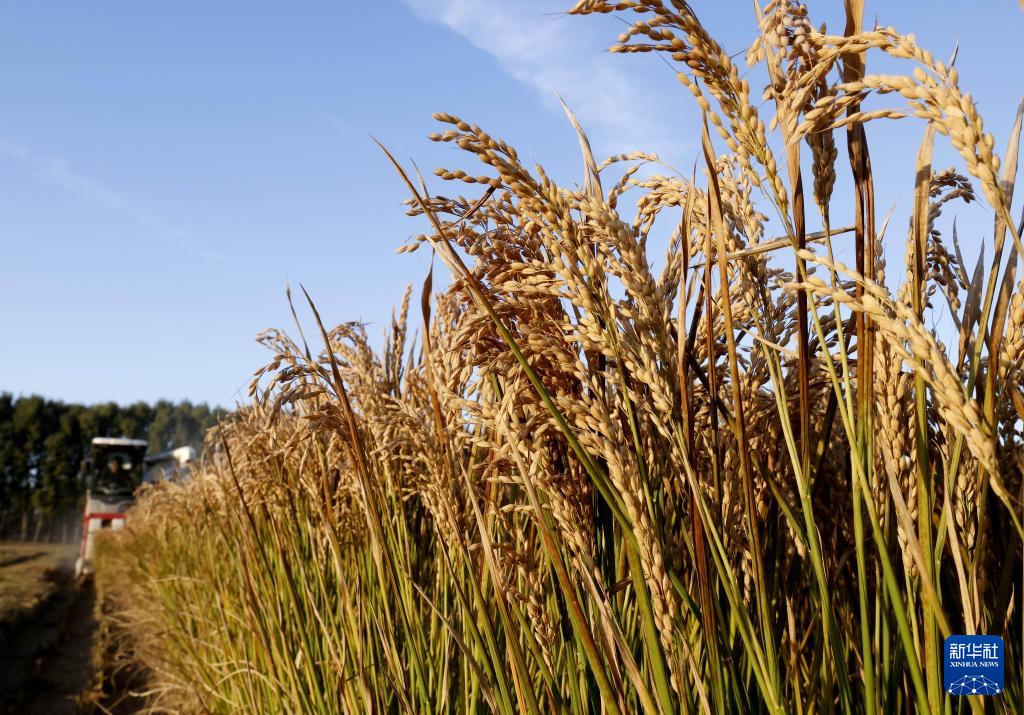 河北唐山:水稻迎来收获季