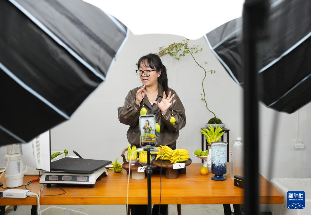 浙江金华佛手飘香