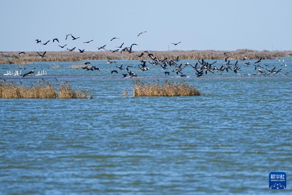 中国之城丨山东东营:河海交汇的湿地之城