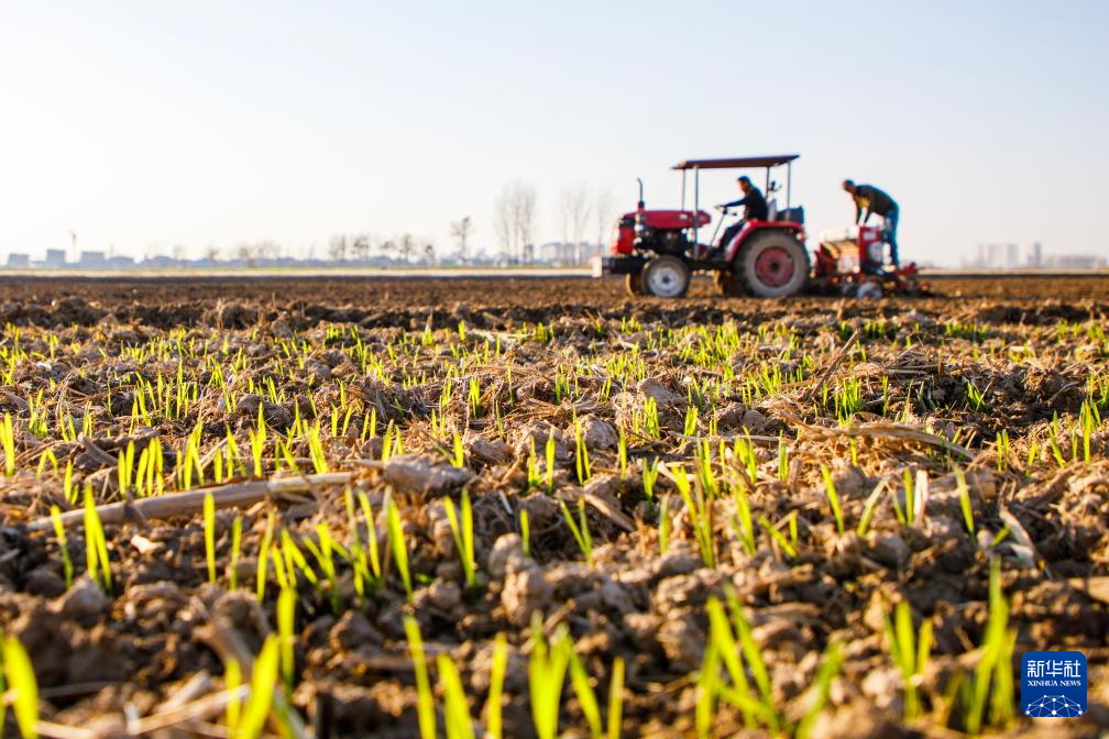 全国冬小麦播种过九成