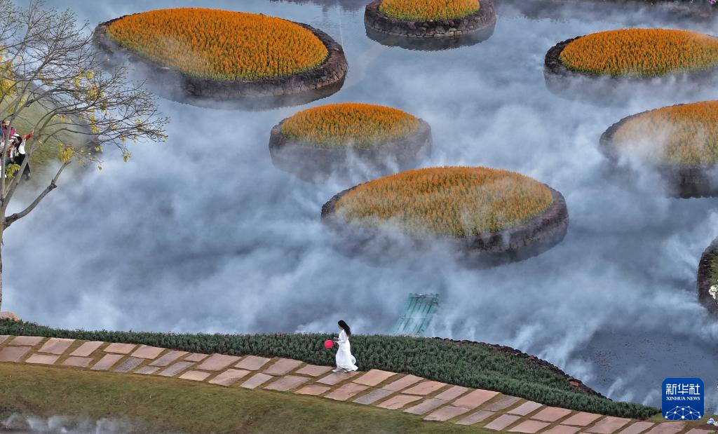 冬日暖阳映花俏