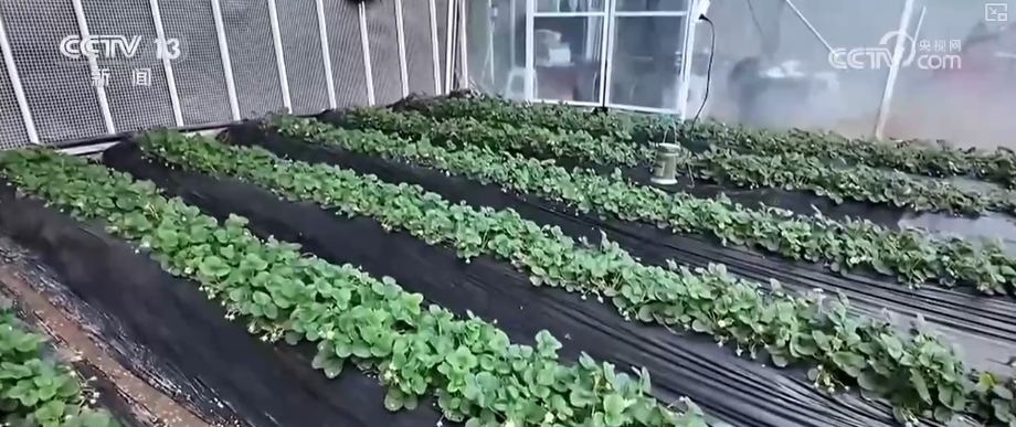 各地细化服务加固大棚、保证热源、加强巡查 办实民生小事保障百姓生产生活