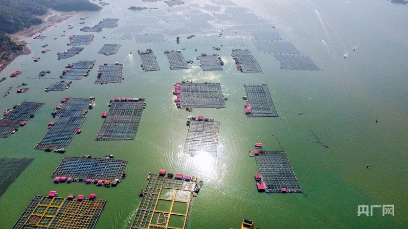 行进的海岸线|潮起三都澳:一尾“金黄”跃居全国八成市场