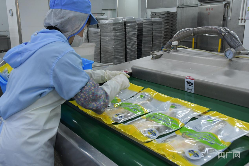 行进的海岸线|潮起三都澳:一尾“金黄”跃居全国八成市场