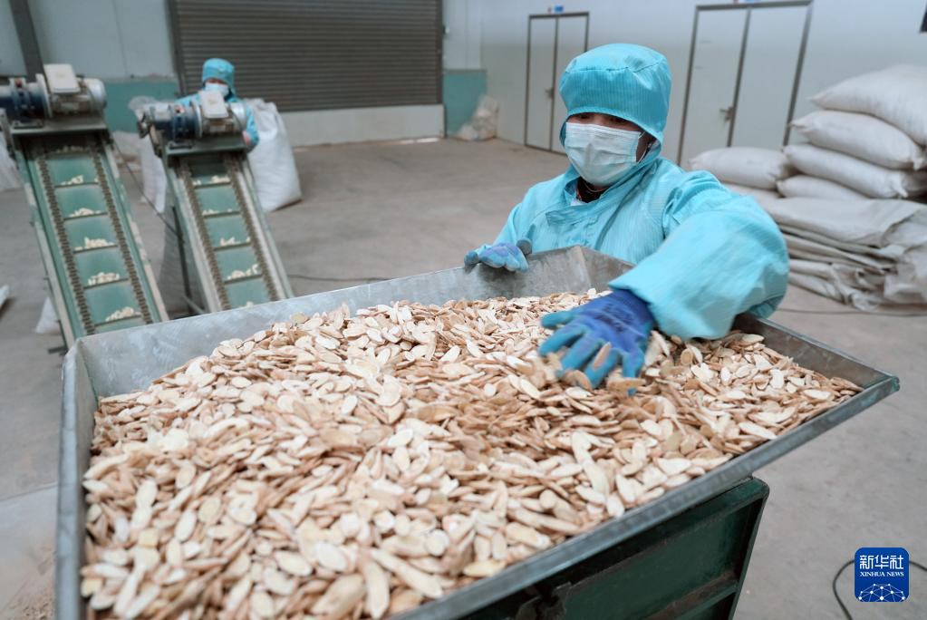 宁夏隆德:深化闽宁协作 打造中药材产业高地