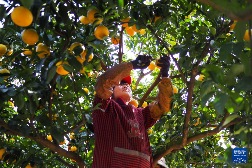 浙江庆元:甜桔柚迎来丰收季