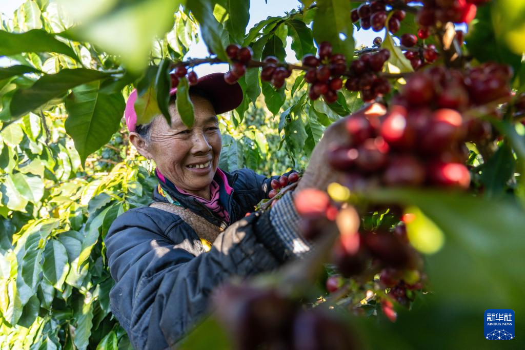 云南临沧:构建咖啡“从种到杯”全产业链