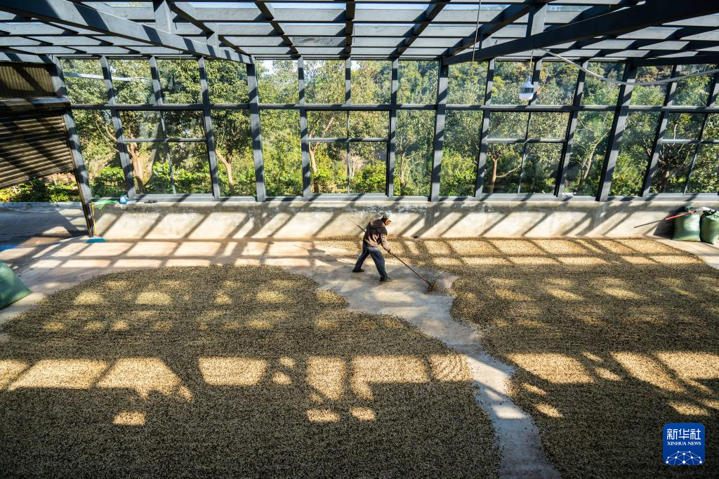 云南临沧:构建咖啡“从种到杯”全产业链