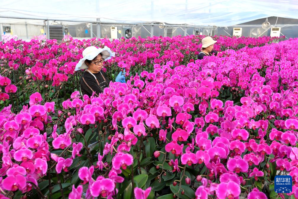 山东即墨:年宵花产销两旺