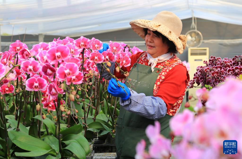 山东即墨:年宵花产销两旺