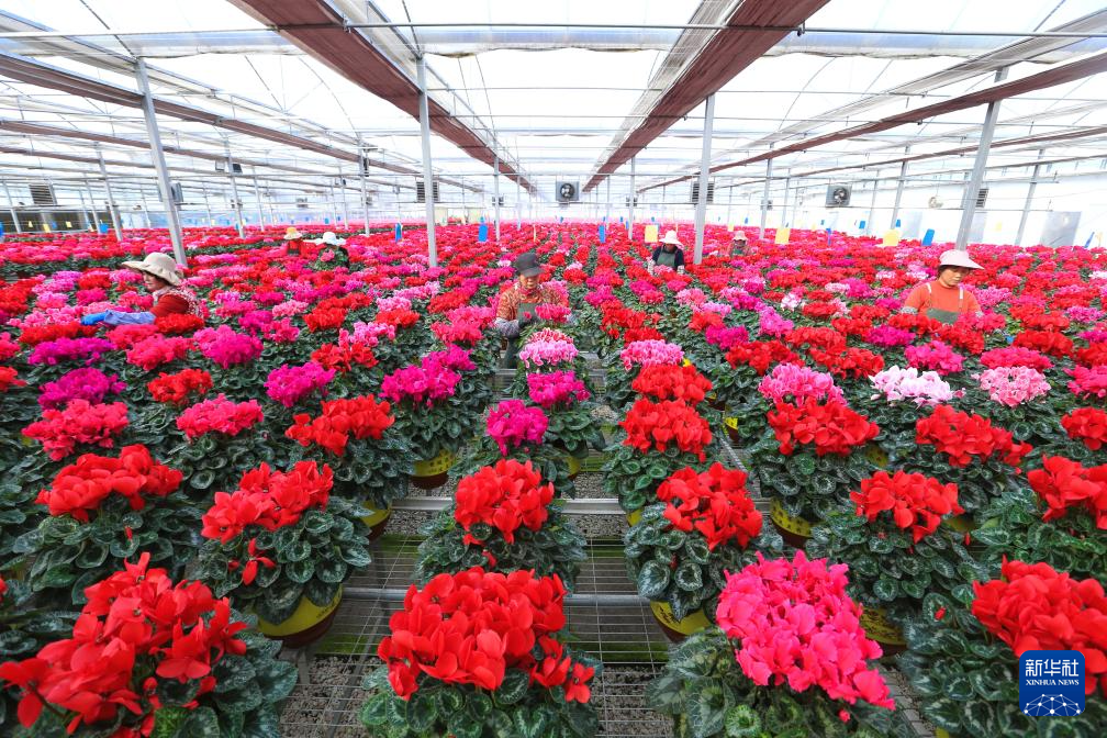 山东即墨:年宵花产销两旺
