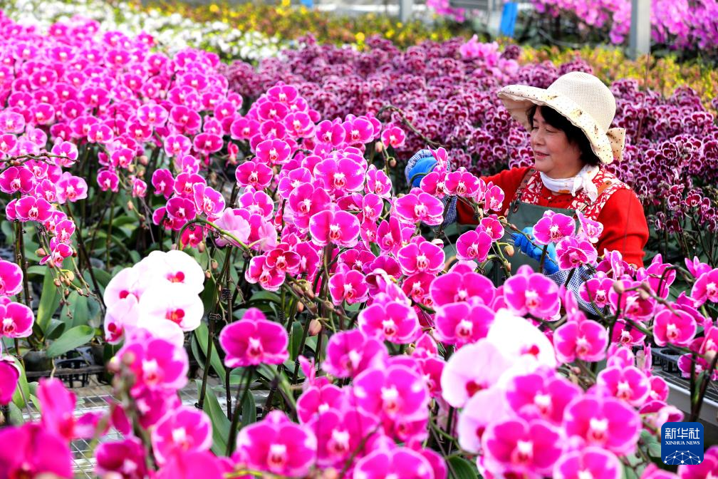 山东即墨:年宵花产销两旺