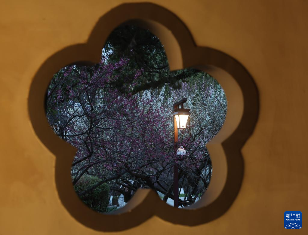 杭州赏梅胜地开启特色夜游赏梅活动