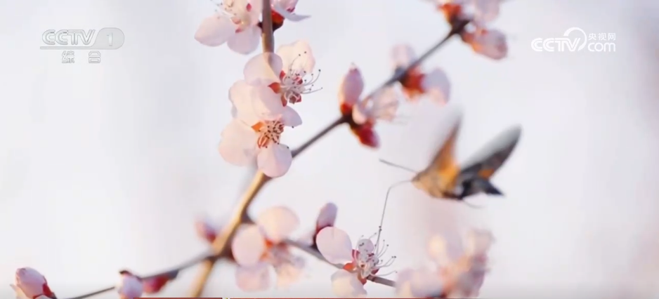 “赏花游”成为农文旅融合新热点 “春日美景”激活消费升级新图景