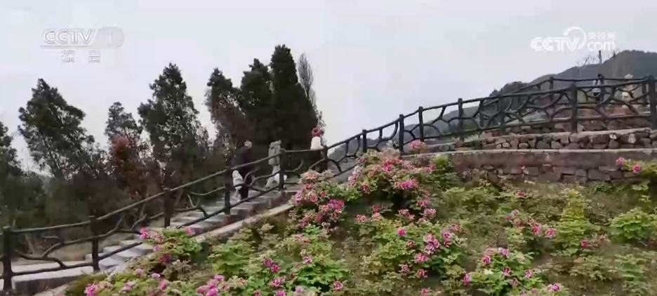 “赏花游”成为农文旅融合新热点 “春日美景”激活消费升级新图景