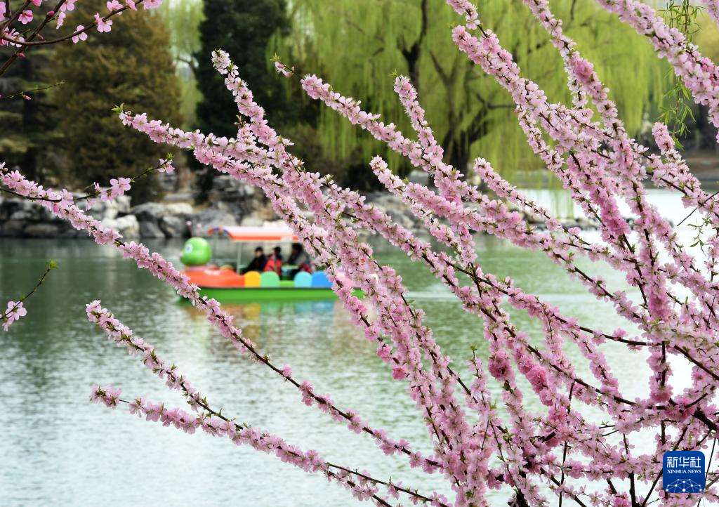 春染京城花枝俏