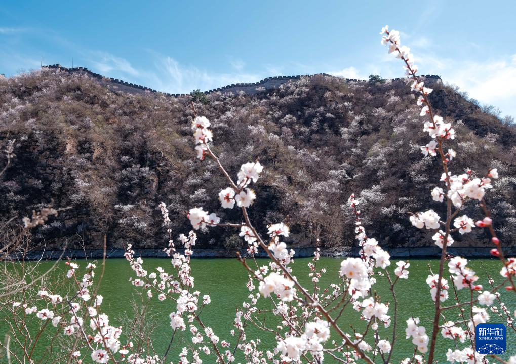 黄花城水长城:山花烂漫 春意正浓