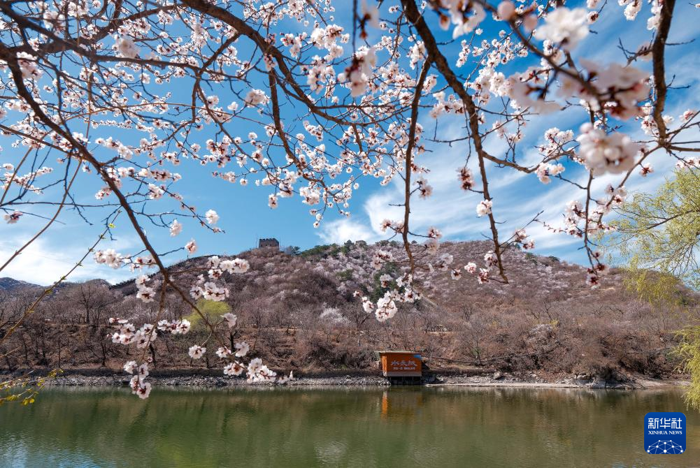 黄花城水长城:山花烂漫 春意正浓