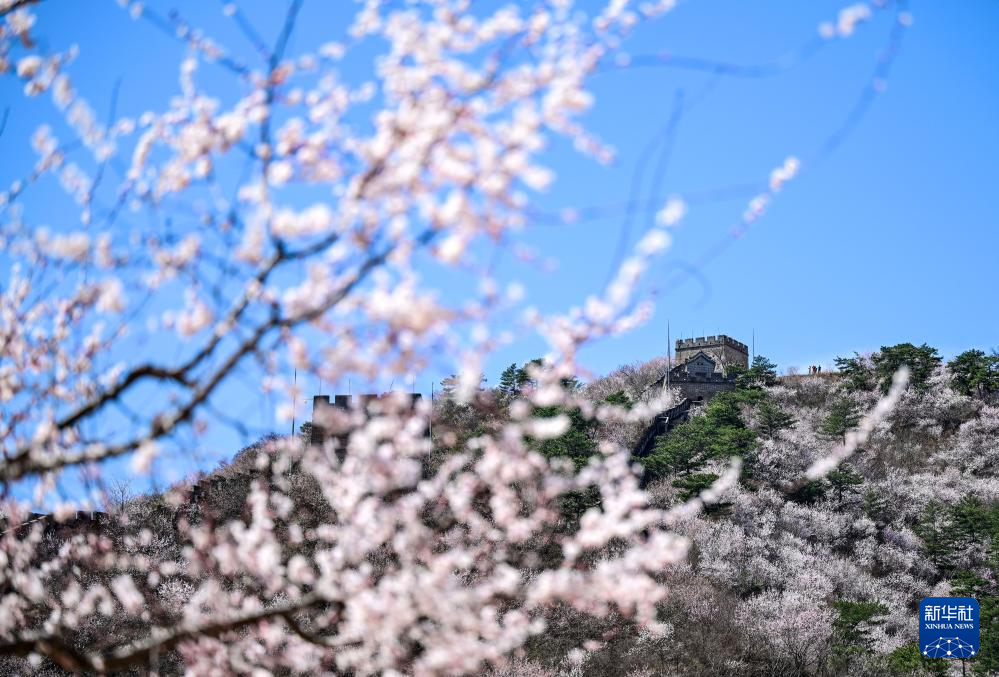 黄花城水长城:山花烂漫 春意正浓