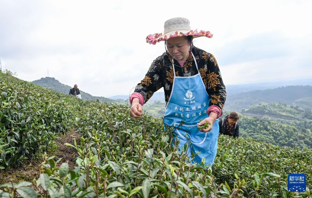 共建“万亩茶海” 协同增收致富