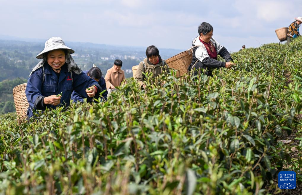 共建“万亩茶海” 协同增收致富