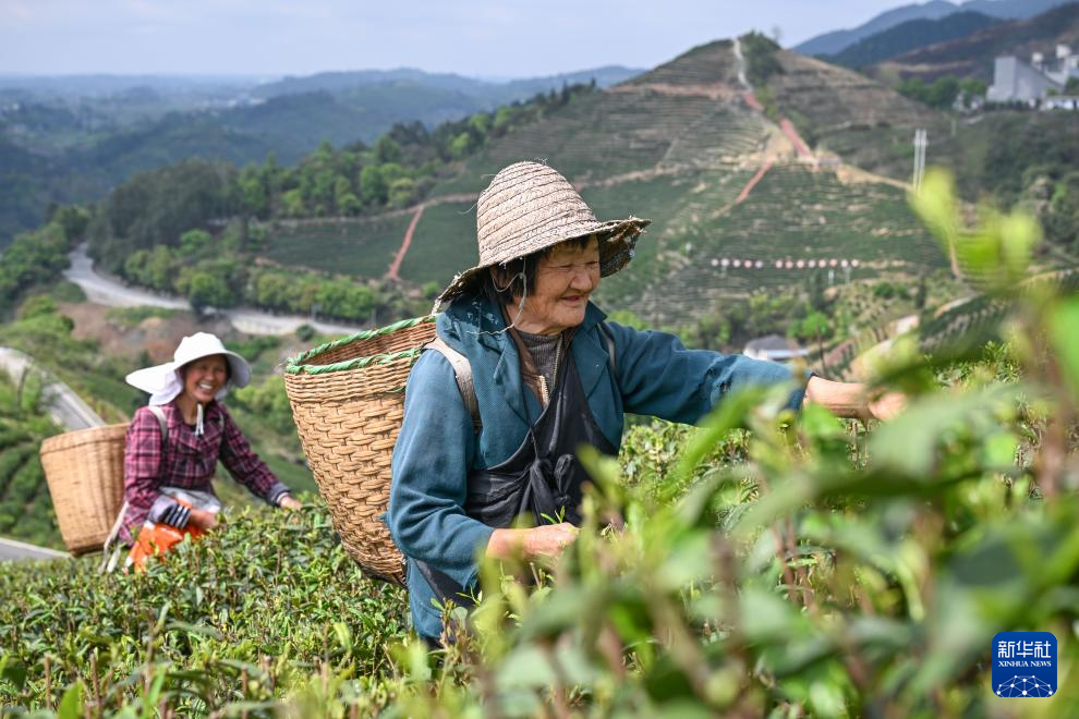 共建“万亩茶海” 协同增收致富