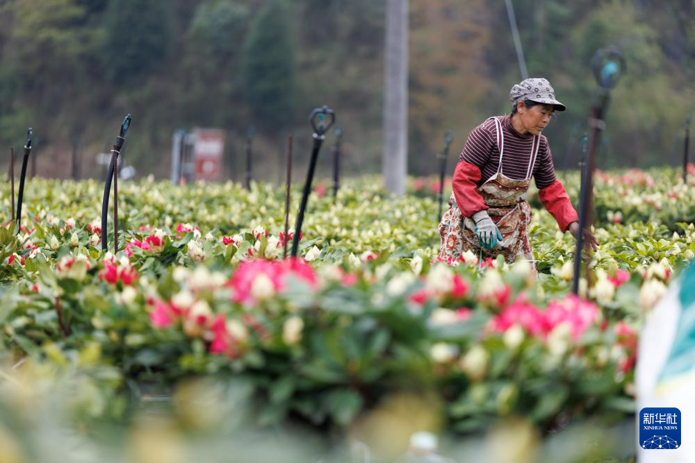 “地球彩带”孕育火热“花经济”