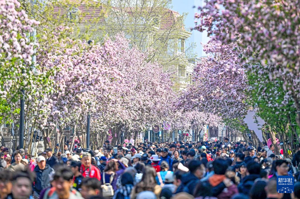 海棠花开五大道