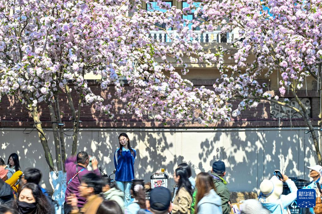 海棠花开五大道