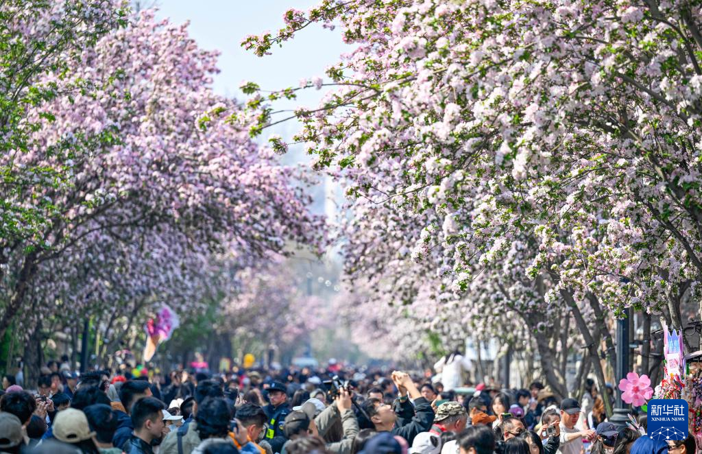 海棠花开五大道
