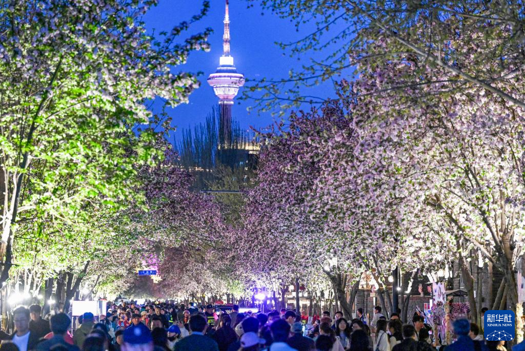 海棠花开五大道